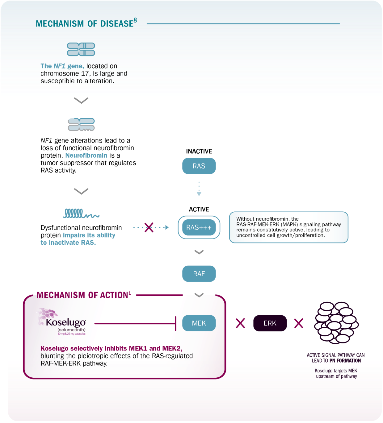 Mechanism of disease: Koselugo brings targeted MEK inhibition to NF1 PN treatment